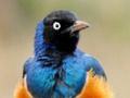 Játék Állati Puzzle: Wildlife & Logic  online