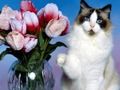 Játék Vicces macskák puzzle  online