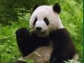 Játék Panda puzzle  online