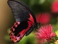 Játék Természet Jigsaw Puzzle Butterfly  online