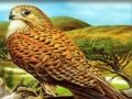 Játék Ragadozó madarak puzzle  online