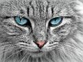 Játék Cat Eye kirakós játék  online