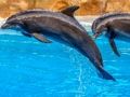 Játék Tengeri delfin kirakós játék online Játék Tengeri delfin kirakós játék online