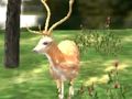 Játék Animal Safari Hunter 2020 online