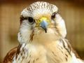Játék Gyrfalcon kirakós  online