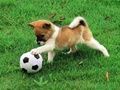 Játék Játékos Puppy Outdoor Puzzle  online