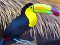 Játék Toucan Bird Jigsaw online