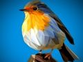 Játék Poly Birds Jigsaw online