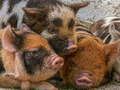 Játék Malac Piggy Jigsaw  online