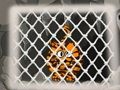 Játék Tigris Escape 1 online