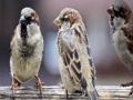 Játék Sparrow család kirakós játék  online