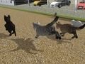 Játék Fuss Cat Cat Race  online