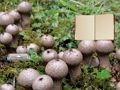 Játék Lycoperdon gombaföldi menekülés  online