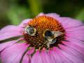 Játék Lila Coneflower kirakós  online