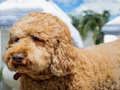 Játék Labradoodle puzzle  online