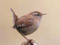 Játék Birdlingo online