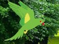 Játék Parrot Keresse meg a fészket online