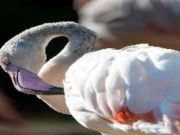 Játék Flamingo madárkúp online