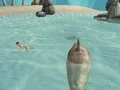 Játék Shark Simulator Beach Killer online