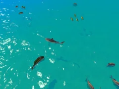 Játék Hungry Shark Hunt online