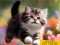 Játék Puzzle Sliding Kittens online