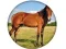 Játék Animal Quiz online