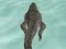 Játék Crocodile Simulator Beach Hunt online