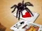 Játék Jumping Spider online