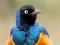 Játék Animal Puzzle: Wildlife & Logic online