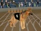 Játék Crazy Dog Racing Fever online