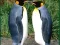 Játék Penguin Puzzle online
