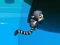 Játék Jungle Jump online