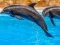 Játék Sea Dolphin Jigsaw online