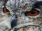 Játék Wild owl Jigsaw online