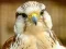 Játék Gyrfalcon Jigsaw online