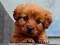 Játék Puppy Puzzle online
