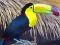 Játék Toucan Bird Jigsaw online