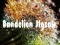 Játék Dandelion Jigsaw online