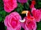 Játék Precious Rose Escape online