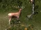 Játék Sniper Hunting Deadly Animal online