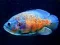 Játék Tiger Fish Jigsaw online