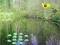 Játék Sunlight Forest Adventure online