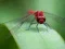 Játék Dragon Fly Jigsaw online