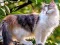 Játék Rotate Puzzle - Cats and Dogs online