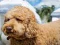 Játék Labradoodle Jigsaw online