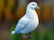 Játék Realistic Pigeon Rescue online