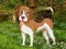 Játék Flower Garden Dog Escape online