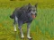 Játék The Wolf: Wild Animal Simulator online