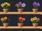 Játék Good Flower Master online