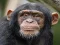 Játék Chimpanzee Jigsaw online